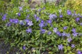 Vinca minor lesser periwinkle ornamental flowers in bloom, common periwinkle flowering plant, creeping flowers Royalty Free Stock Photo