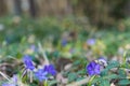 Vinca minor, lesser periwinkle] or dwarf periwinkle blue spring flowers in forest