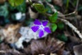 Vinca minor, lesser periwinkle or dwarf periwinkle, small periwinkle, common periwinkle, myrtle, beautiful purple flower Royalty Free Stock Photo