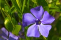 Ornamental creeping flowers Vinca minor lesser periwinkle flower in bloom, Royalty Free Stock Photo