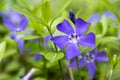 Vinca minor lesser periwinkle flower, common periwinkle in bloom, ornamental creeping flowers Royalty Free Stock Photo