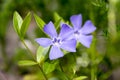 Vinca minor lesser periwinkle flower, common periwinkle in bloom, ornamental creeping flowers Royalty Free Stock Photo