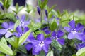 Vinca minor lesser periwinkle flower, common periwinkle in bloom, ornamental creeping flowers Royalty Free Stock Photo