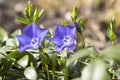 Vinca minor lesser periwinkle flower, common periwinkle in bloom, ornamental creeping flowers and buds Royalty Free Stock Photo