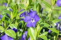 Vinca minor lesser periwinkle flower, common periwinkle in bloom, ornamental creeping flowers and buds Royalty Free Stock Photo