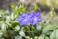 Vinca minor lesser periwinkle flower, common periwinkle in bloom, ornamental creeping flowers and buds Royalty Free Stock Photo