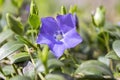 Vinca minor lesser periwinkle flower, common periwinkle in bloom, ornamental creeping flowers Royalty Free Stock Photo