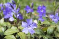 Vinca minor lesser periwinkle flower, common periwinkle in bloom, ornamental creeping flowers Royalty Free Stock Photo