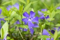 Vinca minor lesser periwinkle flower, common periwinkle in bloom, ornamental creeping flowers Royalty Free Stock Photo