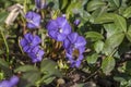 Vinca minor lesser periwinkle flowers in bloom, common periwinkle flowering plants, blue purple ornamental creeping flower Royalty Free Stock Photo