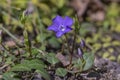 Vinca minor lesser periwinkle flowers in bloom, common periwinkle flowering plants, blue purple ornamental creeping flower Royalty Free Stock Photo