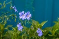 Vinca minor lesser periwinkle flowers, common periwinkle in bloom, ornamental creeping flowers, five flower heads Royalty Free Stock Photo