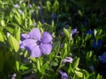 Vinca minor lesser periwinkle ornamental flowers in bloom Royalty Free Stock Photo