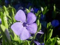 Vinca minor lesser periwinkle ornamental flowers in bloom Royalty Free Stock Photo