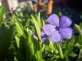 Vinca minor lesser periwinkle ornamental flowers in bloom Royalty Free Stock Photo