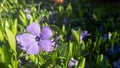 Vinca minor lesser periwinkle ornamental flowers in bloom Royalty Free Stock Photo