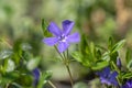 Vinca minor lesser periwinkle ornamental flowers in bloom, common periwinkle flowering plant, creeping flowers Royalty Free Stock Photo