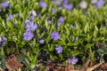 Vinca minor lesser periwinkle ornamental flowers in bloom, common periwinkle flowering plant, creeping flowers Royalty Free Stock Photo