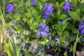 Vinca minor lesser periwinkle ornamental flowers in bloom, common periwinkle myrtle flowering plant, creeping flowers Royalty Free Stock Photo