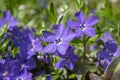 Vinca minor lesser periwinkle ornamental flowers in bloom, common periwinkle flowering plant, creeping flowers Royalty Free Stock Photo