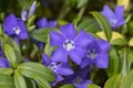 Vinca minor lesser periwinkle ornamental flowers in bloom, common periwinkle flowering plant, creeping flowers Royalty Free Stock Photo