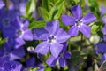 Vinca minor lesser periwinkle ornamental flowers in bloom, common periwinkle flowering plant, creeping flowers Royalty Free Stock Photo