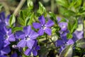 Vinca minor lesser periwinkle ornamental flowers in bloom, common periwinkle flowering plant, creeping flowers Royalty Free Stock Photo