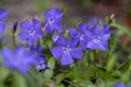 Vinca minor lesser periwinkle ornamental flowers in bloom, common periwinkle flowering plant, creeping flowers Royalty Free Stock Photo