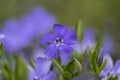 Vinca minor lesser periwinkle ornamental flowers in bloom, common periwinkle flowering plant, creeping flowers Royalty Free Stock Photo