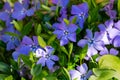 Vinca minor lesser periwinkle, small periwinkle, common periwinkle grows equally well in wild forest and in well-kept garden Royalty Free Stock Photo