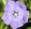 Vinca minor (lesser periwinkle) Royalty Free Stock Photo