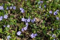 Vinca minor, lesser periwinkle violet flowers selective focus