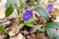 Vinca minor. Periwinkle, dwarf periwinkle, small periwinkle, common periwinkle. Is a species of flowering plant native Royalty Free Stock Photo