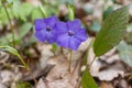 Vinca minor. Periwinkle, dwarf periwinkle, small periwinkle, common periwinkle. Is a species of flowering plant native Royalty Free Stock Photo
