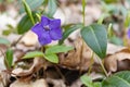 Vinca minor. Periwinkle, dwarf periwinkle, small periwinkle, common periwinkle. Is a species of flowering plant native Royalty Free Stock Photo