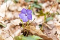 Vinca minor. Periwinkle, dwarf periwinkle, small periwinkle, common periwinkle. Is a species of flowering plant native Royalty Free Stock Photo