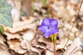 Vinca minor. Periwinkle, dwarf periwinkle, small periwinkle, common periwinkle. Is a species of flowering plant native Royalty Free Stock Photo