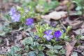 Vinca Minor Periwinkle Plant  blooming- springtime flowers Royalty Free Stock Photo