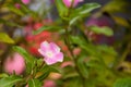 Vinca minor pink flower Royalty Free Stock Photo