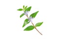 Periwinkle branch with purple flowers and leaves isolated on white Royalty Free Stock Photo