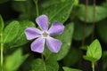 Vinca Minor purple flower Royalty Free Stock Photo