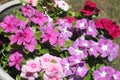 Vinca multicolor 9956 Royalty Free Stock Photo