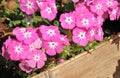 Vinca Pacifica Rose Halo flower or Madagascar Periwinkle