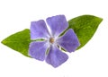 Vinca, periwinkle flower and leaf, closeup and isolated on white background. Royalty Free Stock Photo