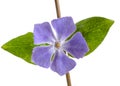 Vinca, periwinkle flower and leaf with stem, closeup and isolated on white background. Royalty Free Stock Photo