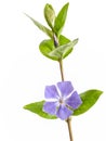 Vinca, periwinkle flower and leaves with stem, closeup and isolated on white background.