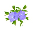 Vinca or periwinkle. Isolated on white background Royalty Free Stock Photo