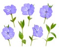 Vinca or periwinkle set. Isolated on white background Royalty Free Stock Photo