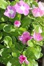 Vinca pink purple 9936