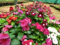 Row of multicolor vinca rose pots in a sunny day Royalty Free Stock Photo